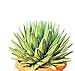foto PIANTE GRASSE VERE RARE Agave Regina Vittoria VASO 35 COLTIVAZIONE Produzione Viggiano Cactus recensione