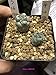 foto Pinkdose Reale 20pcs Cactus Ortegocactus impianto macdougalii Succulente Bonsai Piante Giardino Domestico di DIY Trasporto Libero recensione