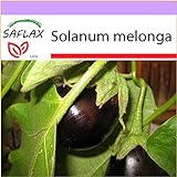 SAFLAX - Melanzana - 20 semi - Solanum melonga foto, nuovo 2024, miglior prezzo EUR 3,75 recensione