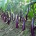 foto 100pcs bianchi semi lungo melanzane asiatici frutta & verdura semi di piante Alto tasso di germinazione di piante casa e il giardino facile da coltivare 2 recensione