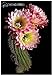foto Pinkdose Benessere Piante Celestial - Cactus - pianta in Vaso Piante Anti-Radiazioni Famiglia 100 pc/Pacchetto: Violet recensione