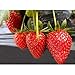foto Semi di fragola, semi di piante da frutto fragola per giardino domestico-100pz recensione