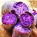 foto Visa Store Porpora: Davitu 20Pcs / Bag Semi di patate dolci Cibo fresco Vegetali da giardino Piante da giardino Rosso semi di patate viola - (Colore: Viola) recensione