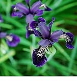 Fiore - Iris chrysographes Nero Oro - 50 Semi - Confezione Grande foto, nuovo 2024, miglior prezzo EUR 8,39 recensione