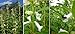 Foto Shoppy Star: Tan Sesame Pflanzensamen - Kingoma (Sesamum indicum) leicht anzubauen, Erbschaft (1/4 Pfund) Rezension