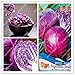 foto Pinkdose Originale Viola cavolo Sementi di verdure Brassica oleracea Piante Semi pacchetto-vero per il giardino domestico recensione