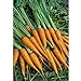 foto Semi Premier diretto ORG031 carota mignolo semi organici (confezione da 1500) recensione