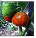 foto Pinkdose 50 Piante di melanzane Pomodoro raccoglierla Quando la Frutta Ã¨ trasformandosi da Verde a casa con Crema Orto Piante + Regalo di mistero: Borgogna recensione