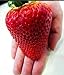Foto Riesen Erdbeere -Doppel-Packung- (Gigantisch Große Erdbeeren , die größten der Welt) 40 Samen Rezension