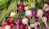 Home Garden - Miscela di varieta di ravanelli - per coltivazioni indoor e balconate - semi foto, nuovo 2024, miglior prezzo EUR 2,96 recensione
