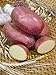 foto Pinkdose semi bonsai patata rossa di patate pelle 200 Empress Semi di ortaggi provenienti dalla Cina NO-OGM per la casa orto recensione