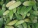 foto Asklepios-seeds - 25 Semi di Momordica charantia, Momordica charantia (ampalaya), zucca amara, melone amaro,karela, fu gwa e mara recensione