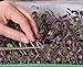 foto Microgreens - Ravanello - foglie giovani dal sapore unico - semi recensione