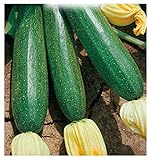 40 C.ca Semi Zucchino Ambassador Hybrid - Cucurbita Pepo In Confezione Originale Prodotto in Italia - Zucchine foto, nuovo 2024, miglior prezzo EUR 7,40 recensione