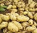 foto Pinkdose 100pcs Giant & amp; I semi di patate viola anti-rughe Nutrizione verde vegetale per il giardino domestico di semina di piante di patate giardino Rare: 5 recensione