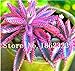 foto Pinkdose 100 Pz Rare Bromeliad Vegetable Seeds e Frutta Giardino Piante succulente Mini Cactus Pots Crescita Naturale per la casa della pianta di Giardino: 2 recensione