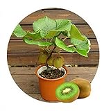 Kiwi semi della frutta, piante in vaso, MIN albero nutrizione è ricca, bella, bonsai, seme di verdure melone - 10 pc / lotto foto, nuovo 2024, miglior prezzo EUR 1,29 recensione