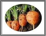 300 + Atlante Turno carota Semi ~ Cute Baby Carrots! Tipo di mercato parigino Veggie US foto, nuovo 2024, miglior prezzo EUR 9,99 recensione