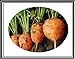 foto 300 + Atlante Turno carota Semi ~ Cute Baby Carrots! Tipo di mercato parigino Veggie US recensione