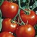Foto Ein wahrer Klassiker - rote Tomate - sehr lecker - Rutgers - 30 Samen Rezension
