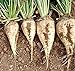 Foto Zuckerrüben Süße weiße Rüben Non-GMO Gemüsefutter - 5 gr ~ 180 behandelten Samen Rezension