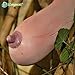 Foto Gemüse und Fruchtsamen Melonensamen Vietnam Milch Melonenkerne als eine Brust Bonsai Frau Pflanzen Samen für Haus & Garten 30 / bag Rezension