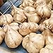 foto Pinkdose 6 pc/sacchetto di patate dolci Jicama/Yam Bean Giardino Frutta E Verdura Bonsai Pot di trasporto rapida crescita delle piante Cortile recensione