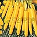 foto AGROBITS 100 semi/pack di semi di carota gialla semi di ravanello verdure recensione