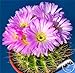 foto Pinkdose Grande promozione! Semillas de Flores 100 pc/Lotto Succulente Pietra Grezza Cactus Bonsai Gambi Tetragonia Fiori in Vaso carnoso, IKAO3W recensione