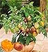 foto 100 mini semi di melone dolce melone albero non GMO-biologica di frutta e semi di ortaggi per il giardino di casa fai da te recensione