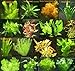 Foto 6 Bund - ca. 40 Aquariumpflanzen + Dünger, algenmindern, Bunte Unterwasserwelt - Mühlan Rezension