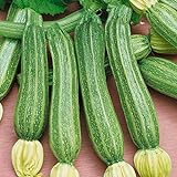 Portal Cool Zucchine - Romanesco - 25 Semi foto, nuovo 2024, miglior prezzo EUR 9,99 recensione