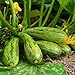 foto Semi di Zucchini Nimba - Cucurbita pepo recensione