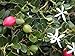 foto Natal prugna, delizioso fruche esotico da copertura del terreno snacking !! Plant, 10 semi recensione