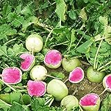 Shoopy Star 100PCS Cherry Belle ravanello Seeds Vegetables veloce Grow gigante facile coltivare ortaggi foto, nuovo 2024, miglior prezzo  recensione