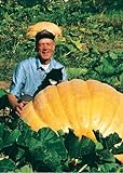 TROPICA - Zucca Gigante atlantico (Cucurbita maxima) - 7 Semi- Zucca foto, nuovo 2024, miglior prezzo EUR 4,90 recensione
