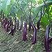 Foto 100pcs weiße lange Auberginen Samen asiatischen Obst & Gemüse Samen Hohe Keimungrate Anlage für Heim & Garten Pflanze leicht 2 bis wachsen Rezension