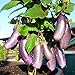 Foto 10 Samen Aubergine Slim Jim – bis zu 25 Früchte pro Pflanze Rezension