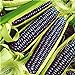 foto Pinkdose Rare Heirloom dolce arcobaleno di mais ibridi piante Buona Confezione 20 pc/pacchetto verdura colorata grano Cereali Semillas Piante Plantas: Viola recensione
