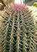Foto TROPICA - Kakteen Fasskaktus ( Ferocactus stainesii sy. Pilosus ) - 40 Samen Rezension
