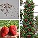 Foto Jintes Erdbeere Samen Seltene Bonsai Giant Climb Obst Samen Indoor Garten Rezension
