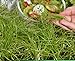 foto Microgreens - Cipolla invernale - foglie giovani dal gusto eccezionale - semi recensione