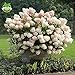 foto 50 semi di vaniglia Fragola ortensia fiori per piantare in vaso o terreno facile da coltivare semi di fiori come bonsai o albero recensione