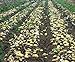foto Bloom Green Co. 100pcs Giant & amp; I semi di patate viola anti-rughe Nutrizione verde vegetale per il giardino domestico di semina di piante di patate giardino rare: 11 recensione
