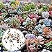 Foto Rosepoem Sukkulenten Samen Gemischt Sukkulenten Pflanzgefäß Kaktus Topf Pflanzensamen Zahn Pflanze Bunte Sukkulenten Botanischen Samen, 400 Stücke Rezension