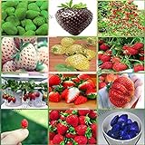 12 confezioni diversi semi di fragola (verde, bianco, nero, rosso, blu, giganti, Mini, Bonsai, Normale Rosso, Pineberry) E3508 foto, nuovo 2024, miglior prezzo EUR 11,70 recensione