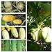 Foto Beliebte Gurkensamen, 5 Arten,50 Samen, getrennt verpackt von unserer ungarischen Farm samenfest, nur natürliche Dünger, KEINE Pesztizide, ECHT NUR VON mediterranpiac Rezension
