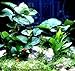 Foto Mühlan - Wasserpflanzensortiment für Barschliebhaber, robust, hartlaubig, ausdauernd inkl. Dünger Rezension