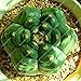 foto Pinkdose 100pcs Rare Piante Bonsai Mix Lithops 24 Tipi di Cactus Piante Bonsai Garden Organic Succulente Bonsai Balcone Fiore Che piantano recensione