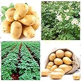 Shoopy Star 200 pz semi di patate bonsai decorazione DELICIOUS semi di ortaggi verdi OMG fai da te pla foto, nuovo 2024, miglior prezzo  recensione